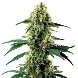 Aurora Indica Auto