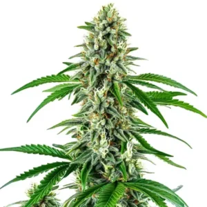 Big White Widow Auto