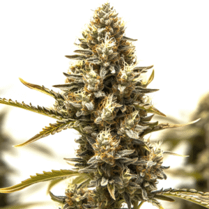 Blue Mazar Auto