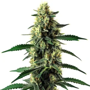 Candy Cane Mango Auto