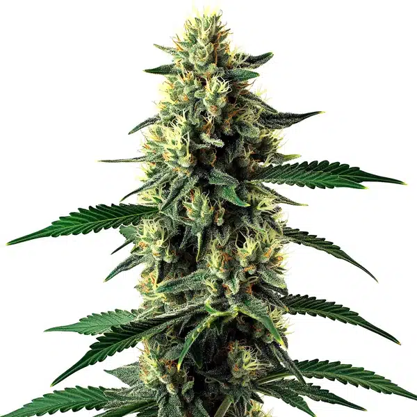 Candy Cane Mango Auto