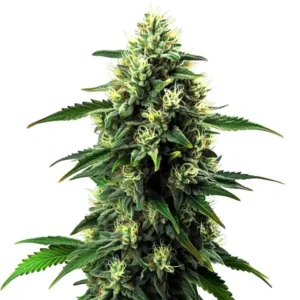 NL5 x Haze Auto