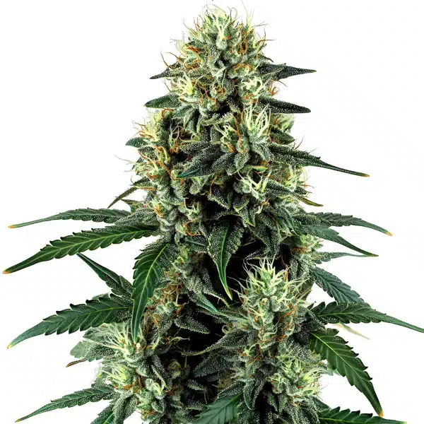 Triangle Kush Auto