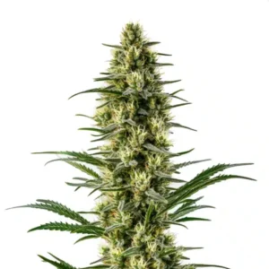 Agent Orange