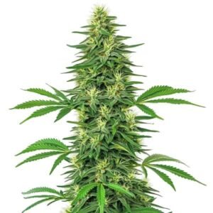 Alien OG
