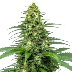Amnesia Auto