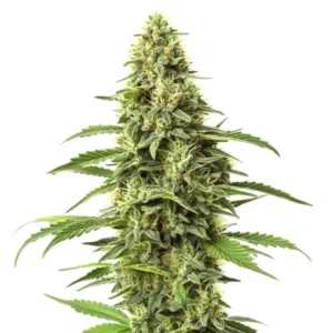 Amnesia CBD (1:1)