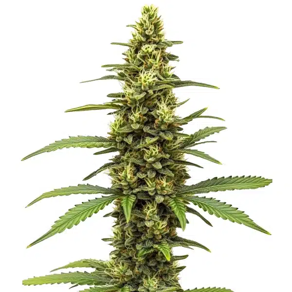 Amnesia Kush Regular