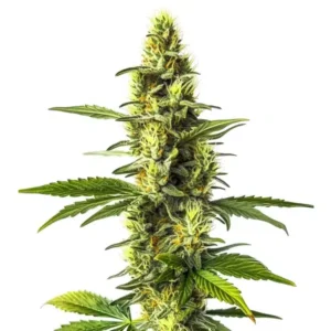 Amnesia Lemon