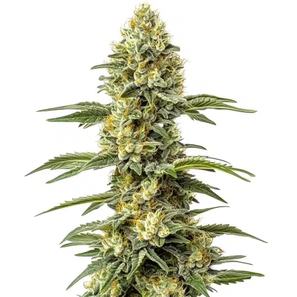 Amnesia Lemon Regular