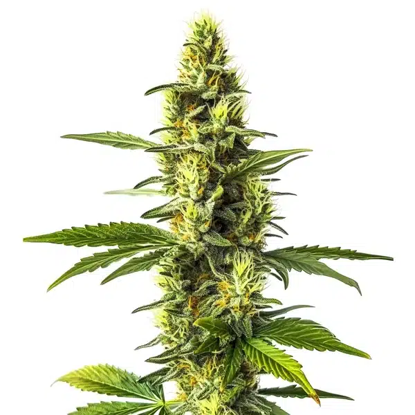 Amnesia Lemon