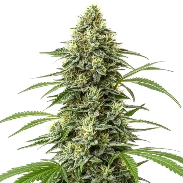 Amnesia Regular