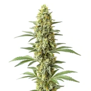 Amnesia x Kali Mist