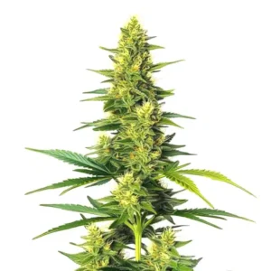 Auto White Widow CBD