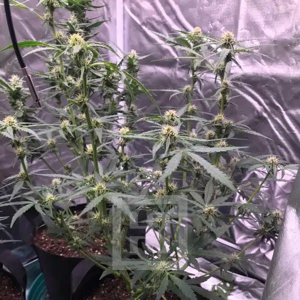 Grizzly Purple Auto - Image 6