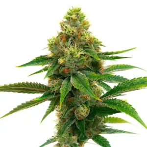 Banana Cream