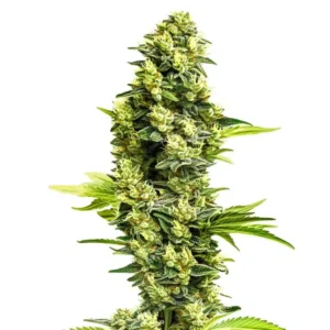 Banana Kush Regular