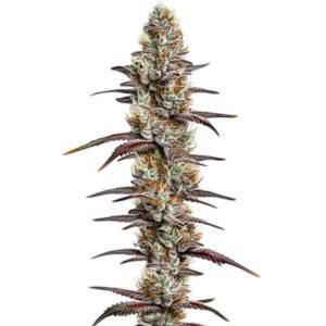 Banana Sherbet