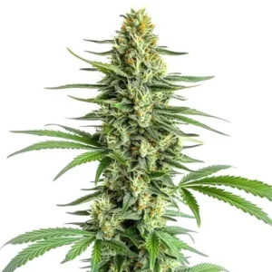 Big Bud Regular