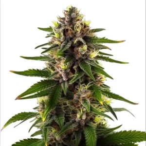 Black Domina Fast Version