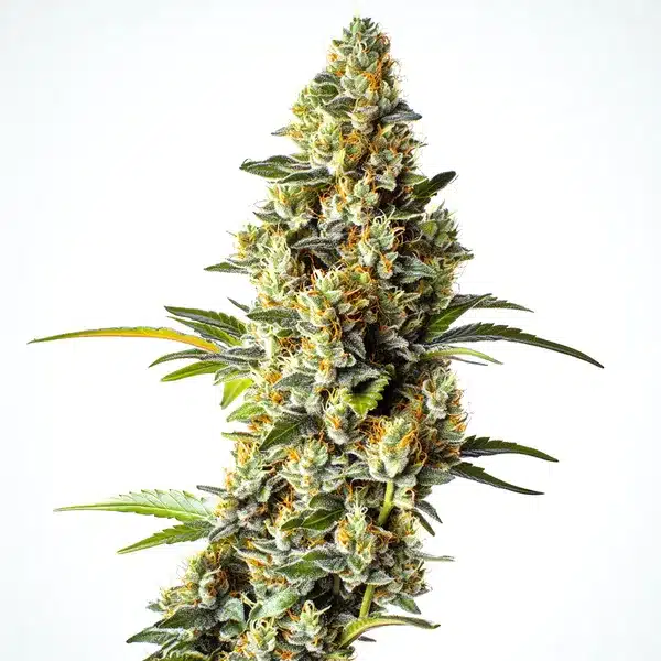 Black Domina x Scott’s OG