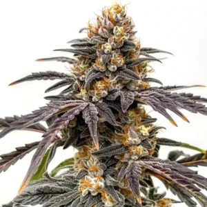 Black Hulk