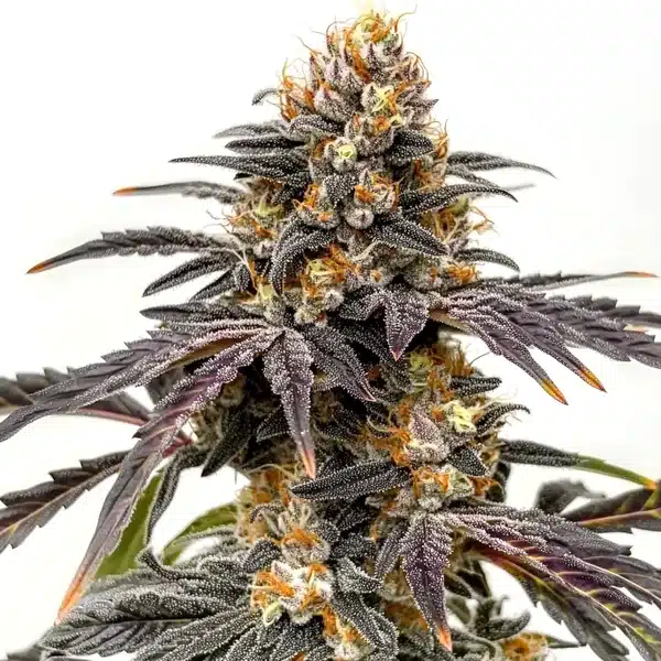 Black Hulk