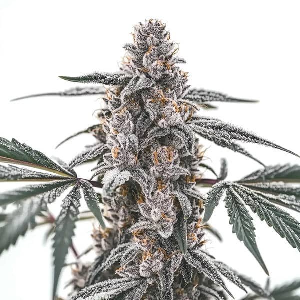 Black Widow