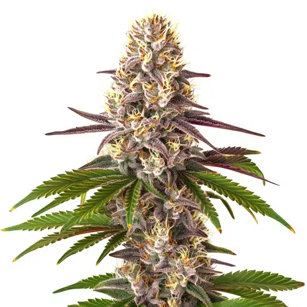 Blue OG Regular
