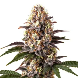 Blue Widow