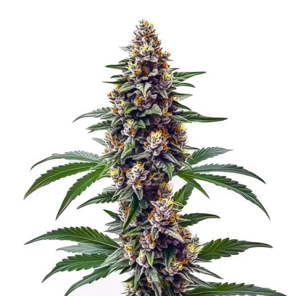 Blueberry Regular