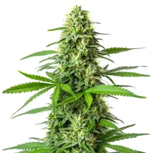 Blueberry x Big Bud Auto