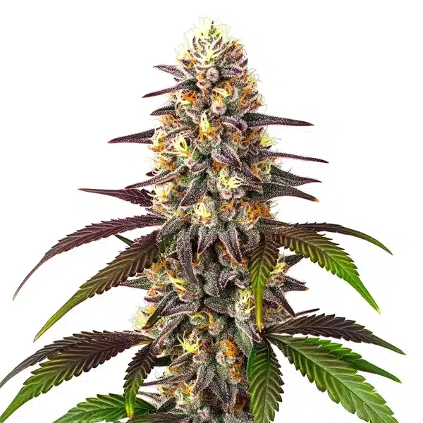 Blueberry x Mazar Auto