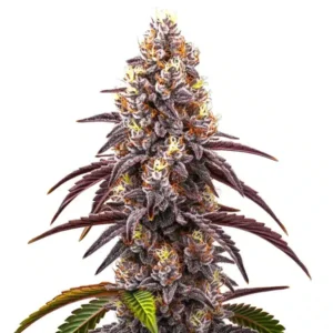 Bruce Banner x Grapefruit Regular