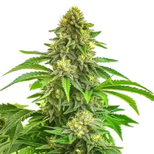 Bruce Banner x Tropi BCN Regular
