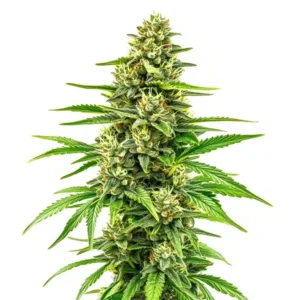 Bubblegum Regular