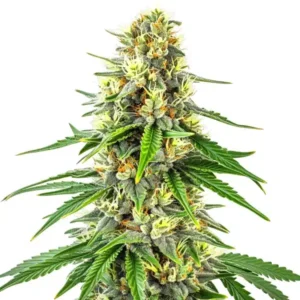 Budmint