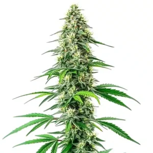 CBD Black Diesel (1:1)