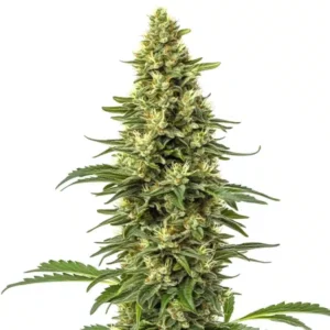 CBD Sour Lemon (1:1)