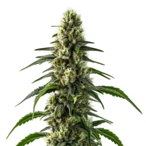 CBD Strawberry (1:25)