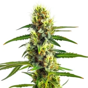 CBD Strawberry 1:30