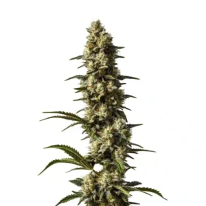 CBD Strawberry Cake