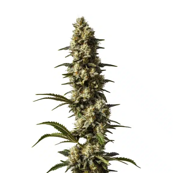 CBD Strawberry Cake
