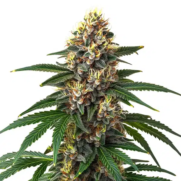 Candy Kush