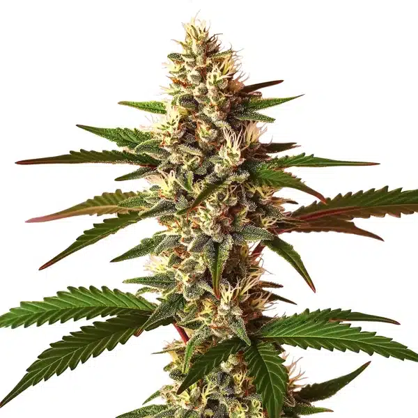 Candy Punch Regular