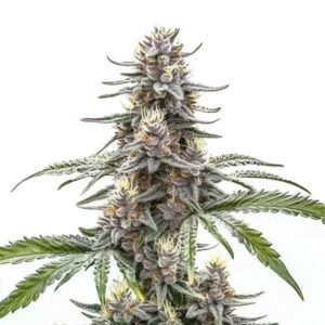 Cannatonic