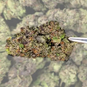 Cement Shoes THCA Flower