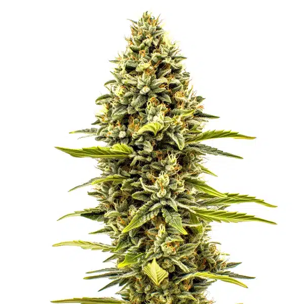 Cheese Auto