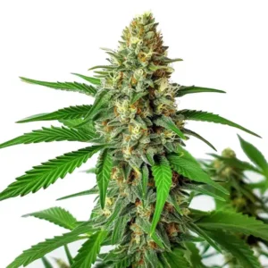 Cherry Ak Auto