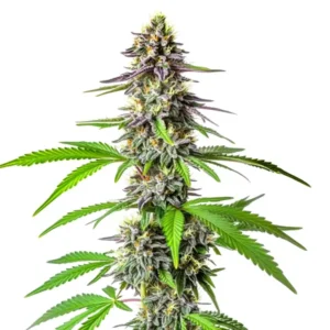 Cherry Alien Auto